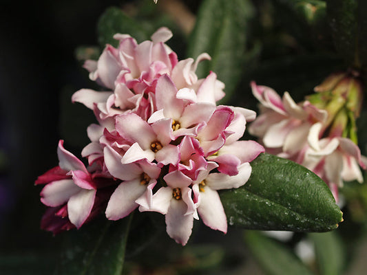DAPHNE TANGUTRICA RETUSA GROUP