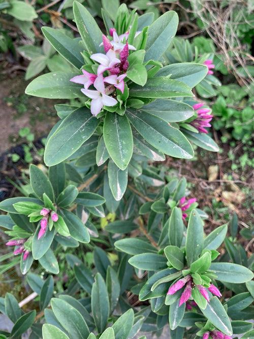 DAPHNE TANGUTICA