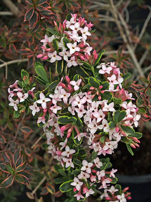 DAPHNE x BURKWOODII 'G.K.ARGLES'