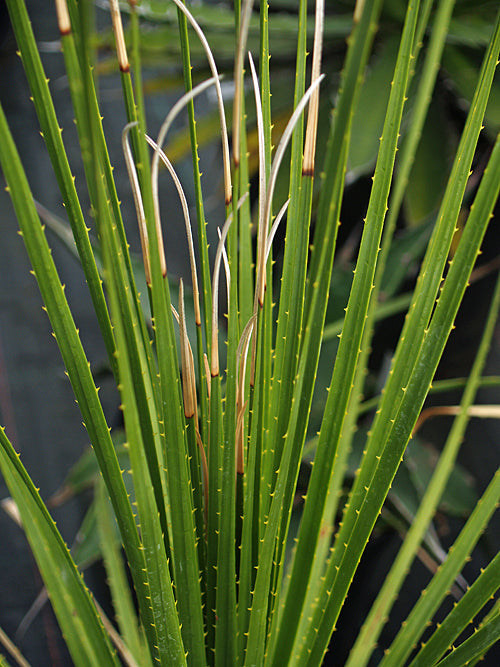 DASYLIRION MIQUIHUANENSIS