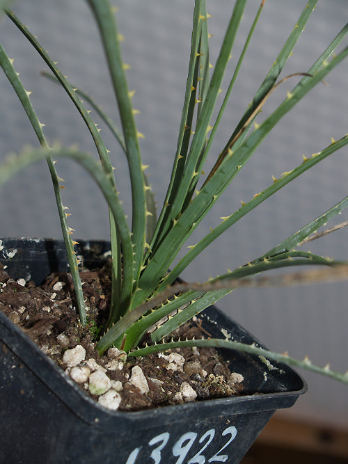 DASYLIRION BERLANDIERI v.BERLANDIERI