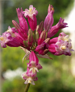 DICHELOSTEMMA IDA-MAIA 'PINK DIAMOND'