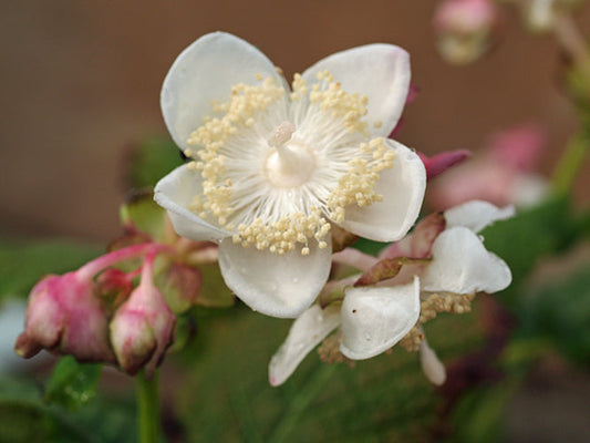 DEINANTHE BIFIDA B&SWJ 5655