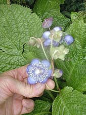 DEINANTHE CAERULEA 'BLUE WONDER'