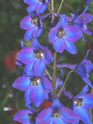 DELPHINIUM 'ATLANTIS'