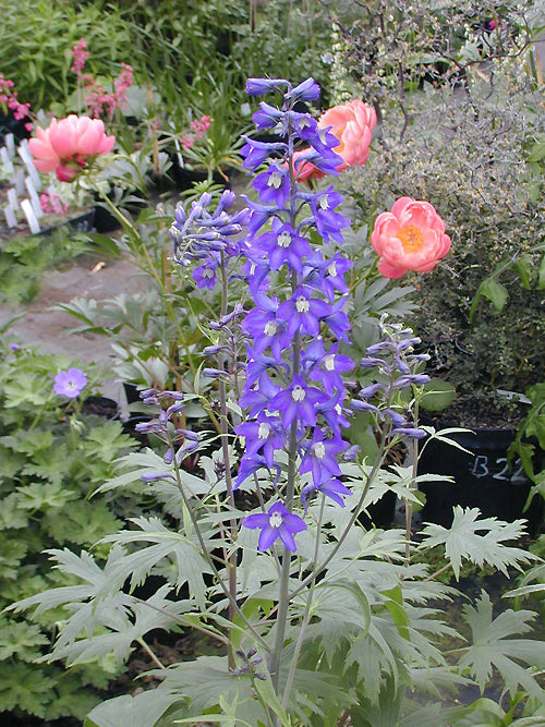 DELPHINIUM DELAVAYI