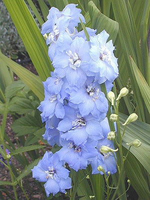 DELPHINIUM DELPHINIUM SOCIETY HYBRIDS