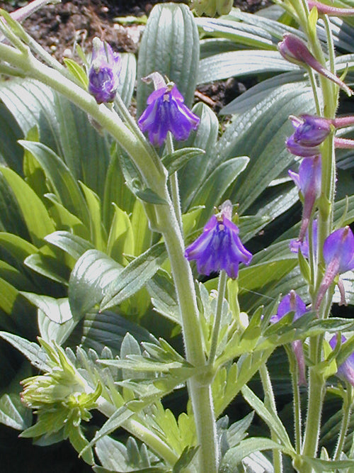 DELPHINIUM SUTCHUENENSE