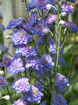 DELPHINIUM 'ALICE ARTINDALE'