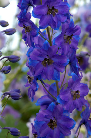 DELPHINIUM 'BLACK KNIGHT'