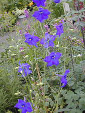 DELPHINIUM 'VICKY TO NAME'