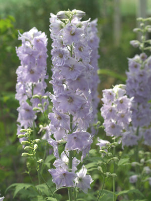 DELPHINIUM 'BLUE HEX'