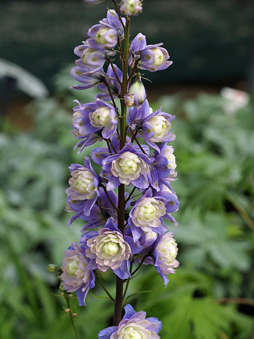 DELPHINIUM 'BOLERO'
