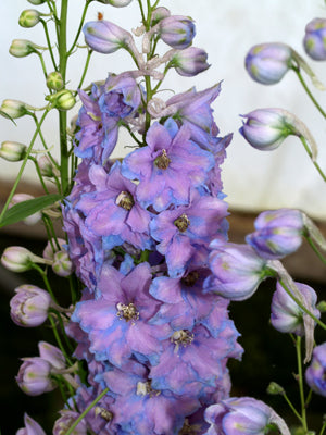 DELPHINIUM 'CAMELAIRD'