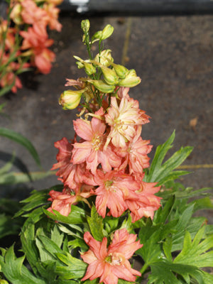 DELPHINIUM 'CORAL SUNSET'