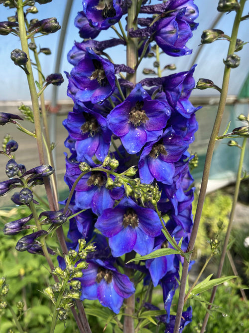 DELPHINIUM 'FINSTERAARHORN'