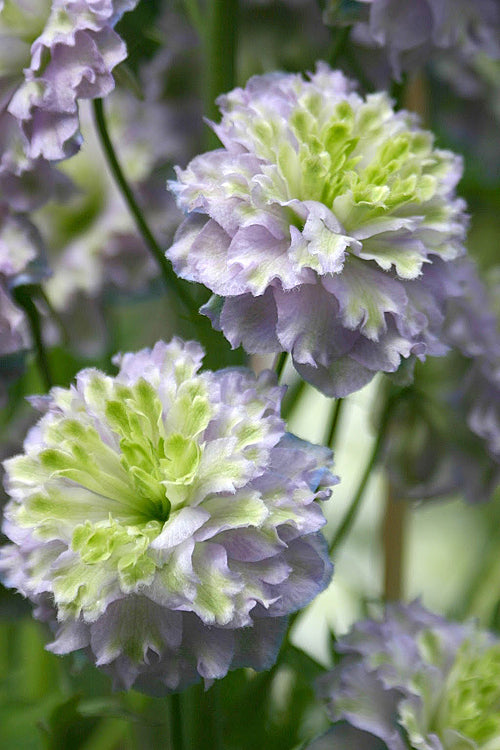 DELPHINIUM 'HIGHLANDER CRYSTAL DELIGHT'