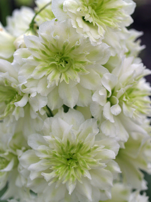 DELPHINIUM 'HIGHLANDER MORNING SUNRISE'