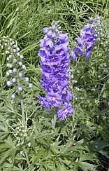 DELPHINIUM 'MIGHTY ATOM'