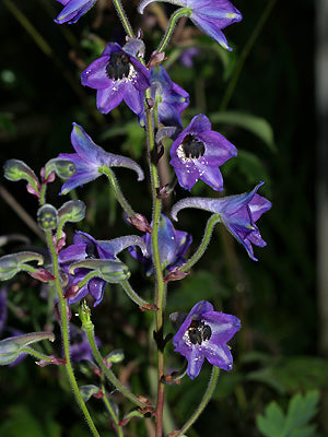 DELPHINIUM MAACKIANUM