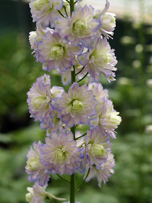 DELPHINIUM 'MOONLIGHT'