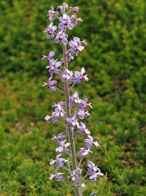 DELPHINIUM REQUIENII