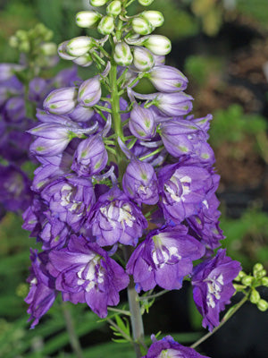 DELPHINIUM 'SUMMERFIELD OBERON'