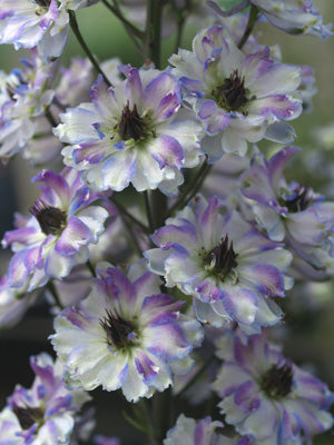 DELPHINIUM 'SARITA'