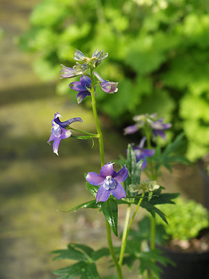 DELPHINIUM TROLLIIFOLIUM