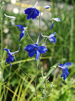 DELPHINIUM 'VOLKERFREIDEN'