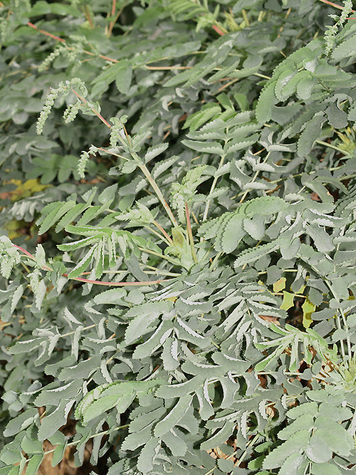 DENDRIOPOTERIUM MENENDEZII