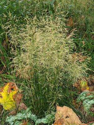 DESCHAMPSIA CESPITOSA