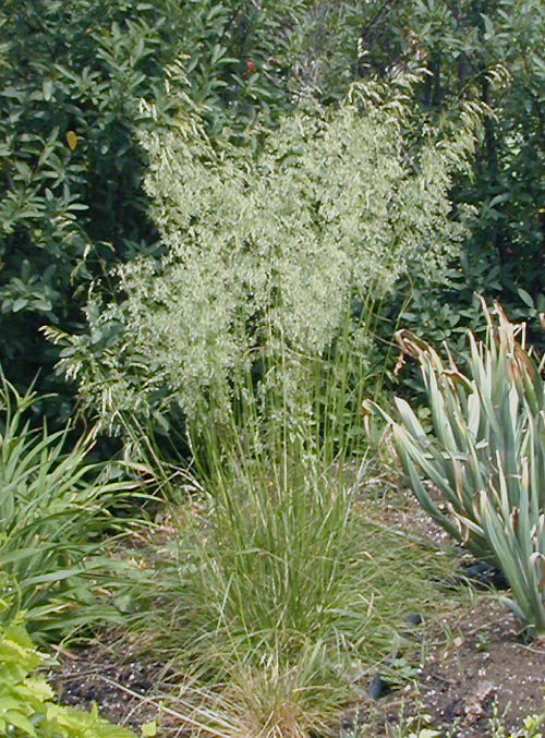 DESCHAMPSIA CESPITOSA 'GOLDSCHLEIER'