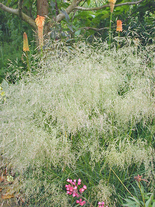 DESCHAMPSIA CESPITOSA 'GOLDTAU'