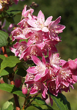DEUTZIA x HYBRIDA 'MAGICIEN'
