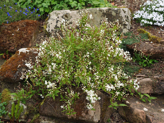 DEUTZIA CRENATA var.NAKAIANA