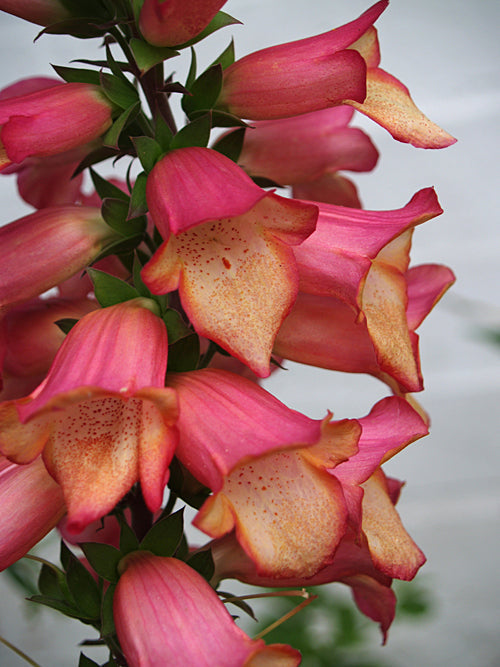 DIGITALIS 'ILLUMINATION PINK'