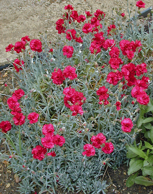 DIANTHUS 'ELEANOR'S OLD IRISH'