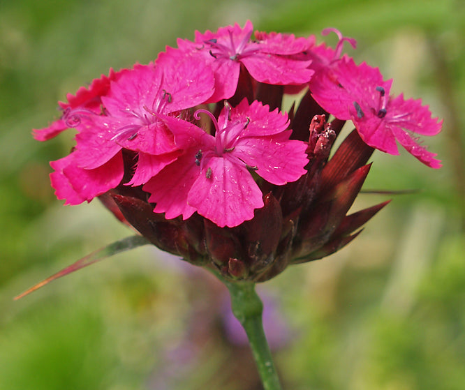 DIANTHUS CRUENTUS W&B BG L-1