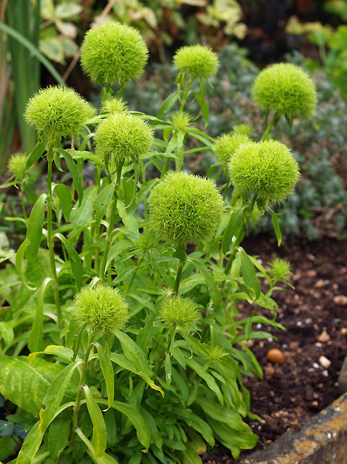 DIANTHUS BARBATUS 'GREEN TRICK'