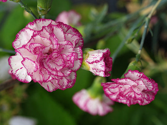 DIANTHUS 'CLIFFORD PIPPEROO'