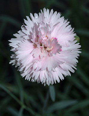 DIANTHUS 'DEDHAM BEAUTY'