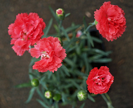 DIANTHUS 'EARLY BIRD CRACKER'