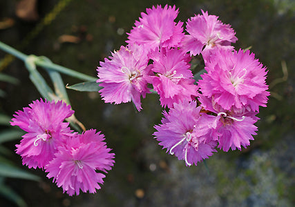 DIANTHUS 'FETTES MOUNT'