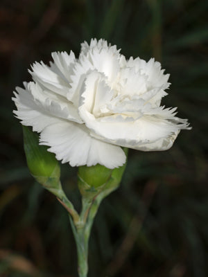 DIANTHUS 'HAYTOR WHITE'