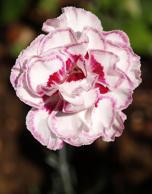 DIANTHUS 'MOULIN ROUGE'