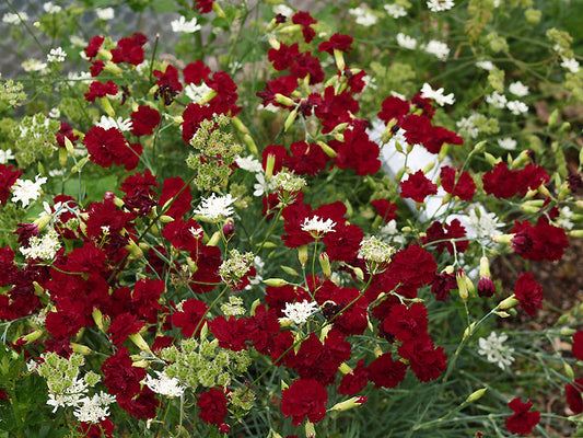 DIANTHUS 'OLD RED CLOVE'