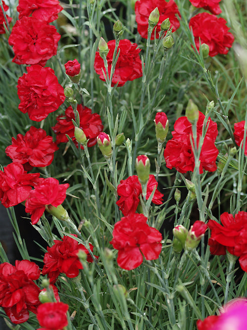 DIANTHUS 'PASSION'
