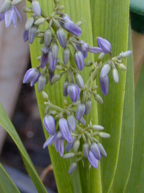 DIANELLA CAERULEA var.PETASMATODES