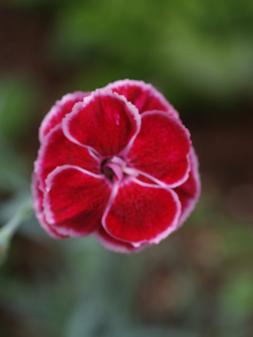 DIANTHUS 'RED WELSH'